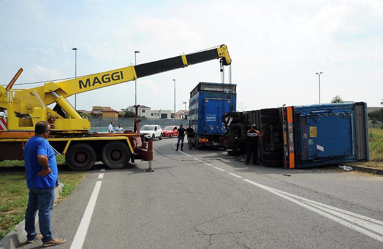 Camion di maiali si ribalta alla rotonda