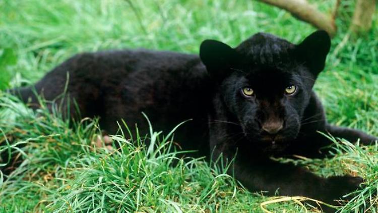 Nuovo avvistamento di un felino vicino a un pollaio  