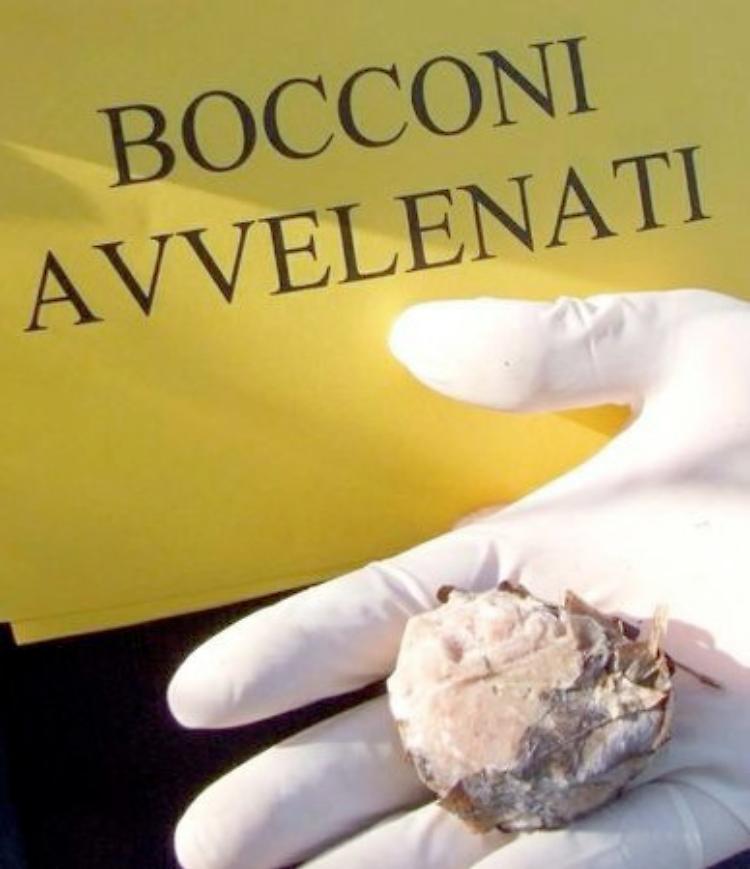 Bocconi avvelenati,  un cane morto