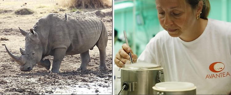 Riuscita la fecondazione per salvare i rinoceronti bianchi
