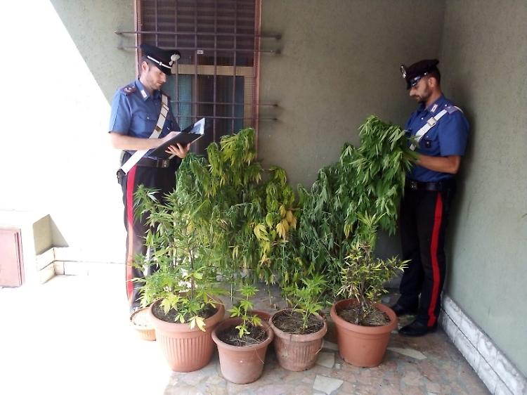 Coltivazione di marijuana in cortile, 30enne arrestato