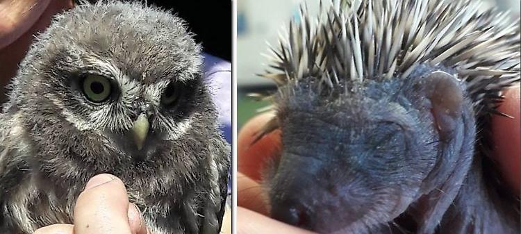 Animali selvatici, piccola arca di Noè in terra casalasca