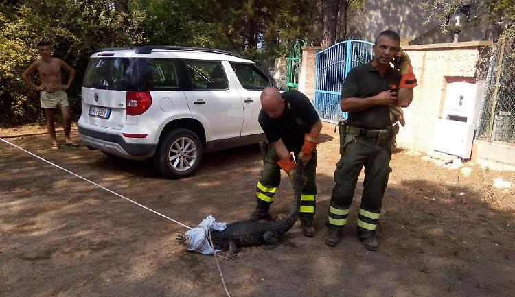 Orosei, ritrovato il coccodrillo Jack: era sparito il 10 agosto
