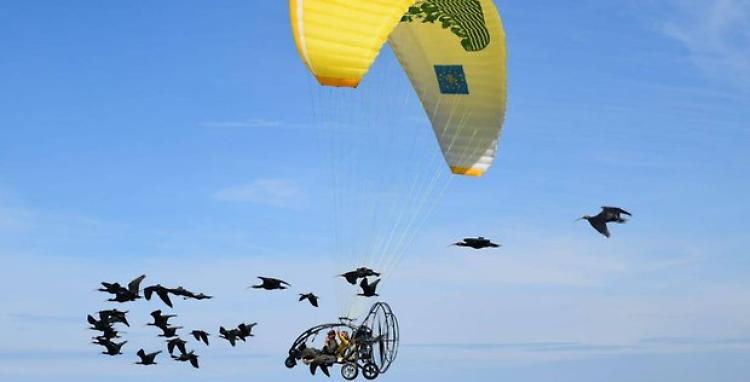 Ibis eremita atterra a Regona