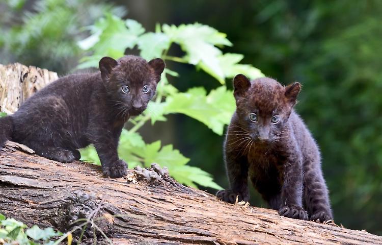 Fiocco rosa al Parco Le Cornelle: nati due cuccioli di pantera nera