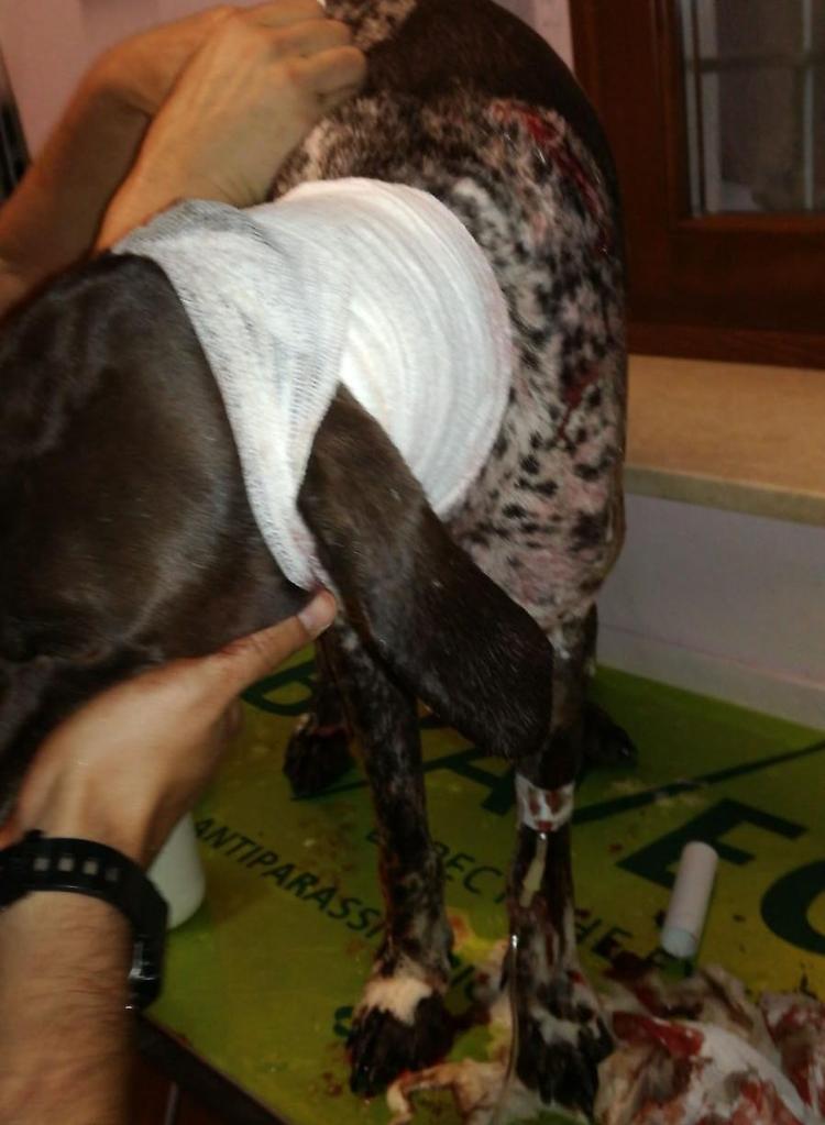 Cinghiale attacca cane e padrone, auto di passaggio finisce fuori strada