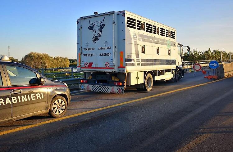 Ponte Verdi, tenta di passare: scoppia una gomma e abbatte il semaforo