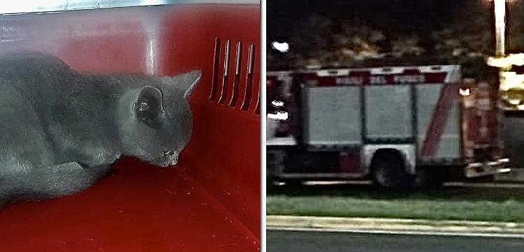 Orzinuovi, gattino salvato e adottato dai pompieri