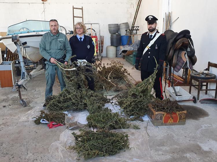 Arrestato dai Carabinieri nel bel mezzo della raccolta di marjuana