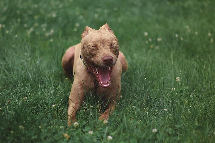 Pitbull aggredisce un cane, padrona trascinata e ferita