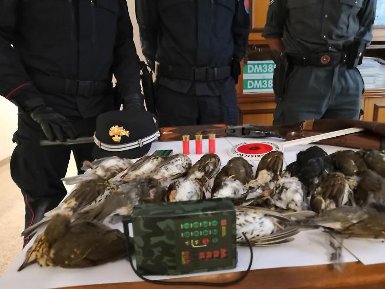 Caccia ai tordi con richiamo vietato, sequestri dei Cc