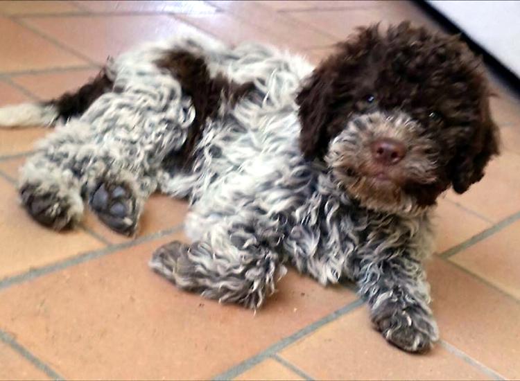 'I miei cani avvelenati in giardino, ora scatta la denuncia'