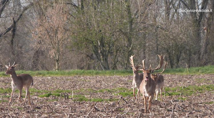 Area parco e daini, Lazzari: 'Emergenza rientrata'