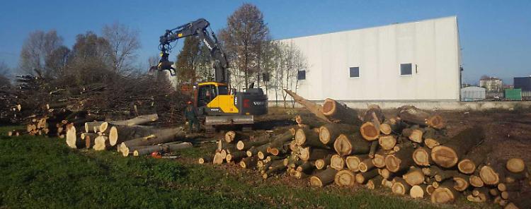 Azienda si amplia, tagliati 100 tra alberi arbusti