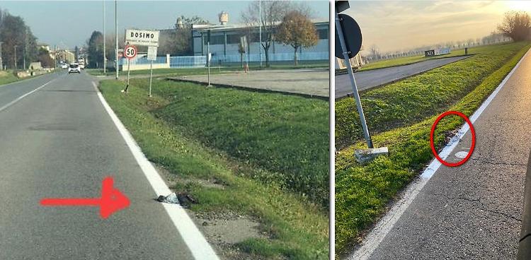 Via Persico, le strisce ridipinte sulla carcassa di una nutria