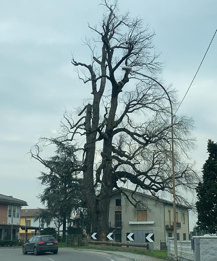 Addio ad ‘Orologio’, l’olmo monumentale