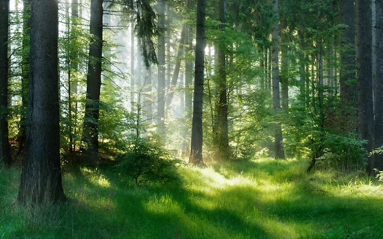 70mila ettari di foreste certificate, quasi raddoppiate in un anno