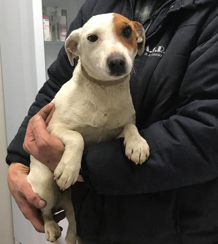 Spray urticante contro i cani del vicino