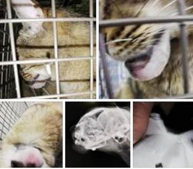 Impallinata gatta sotto la mandibola