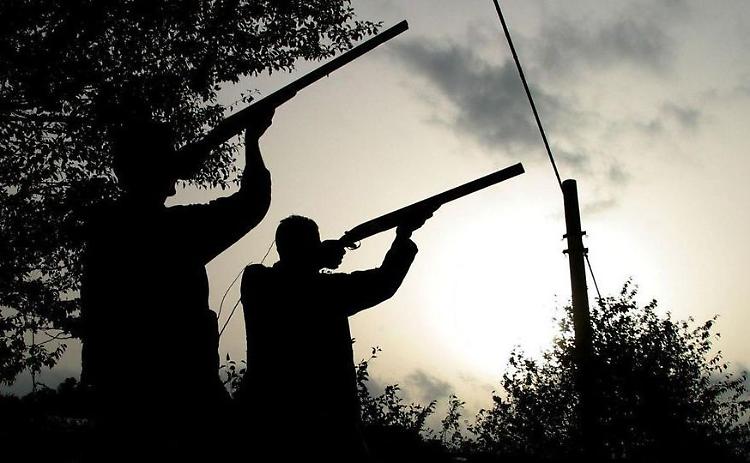 Gatta uccisa a fucilate e lasciata sull'albero