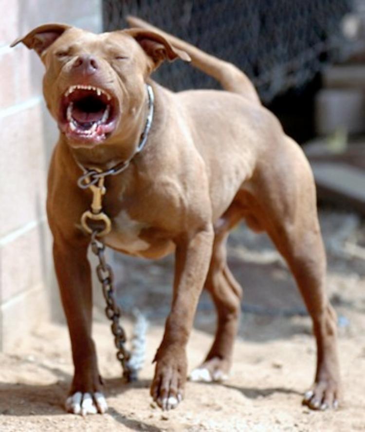 Pitbull attacca e sbrana un cane: denuncia