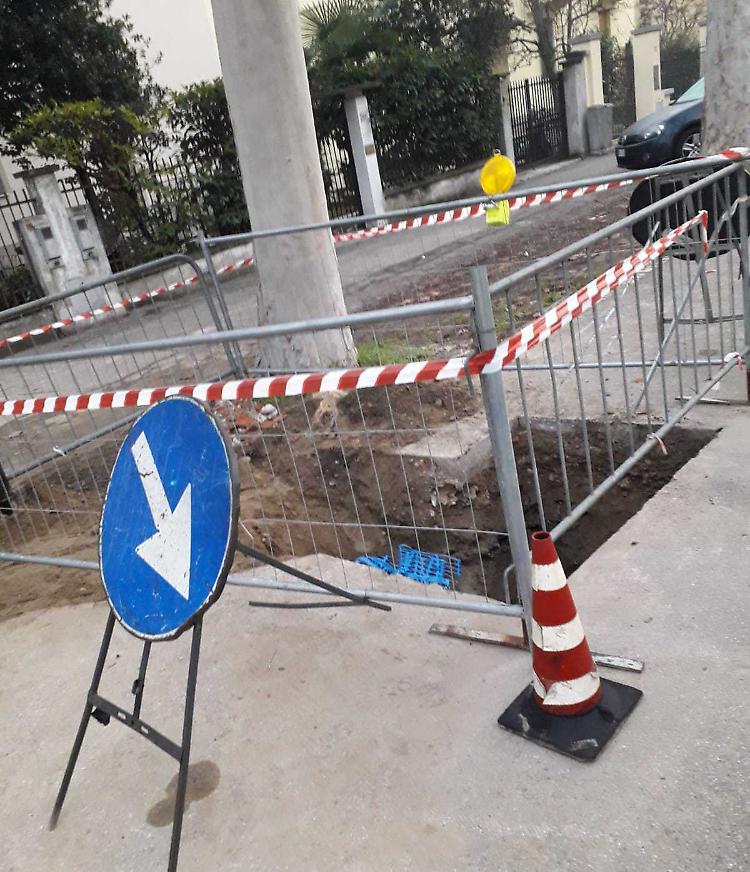 Zona Po: esplode il caso alberi