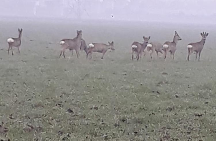 Tornano i caprioli nei campi vicino a Caorso