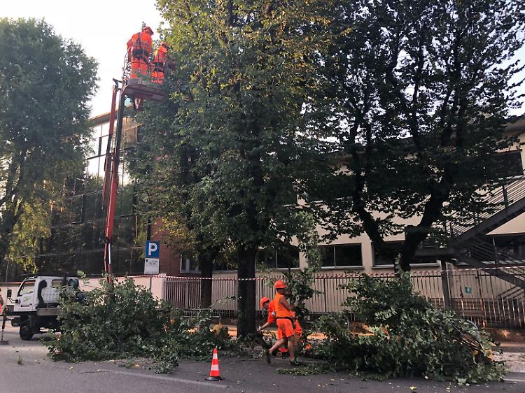 Rimossi dieci alberi in viale Trento e Trieste