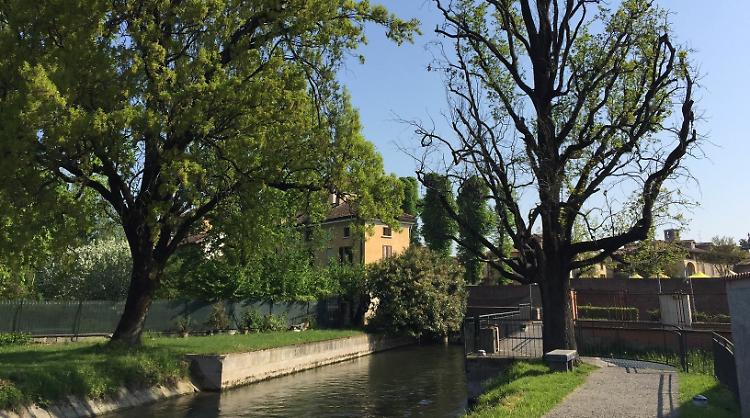 «Quercia, addio», abbattuto l’albero secolare