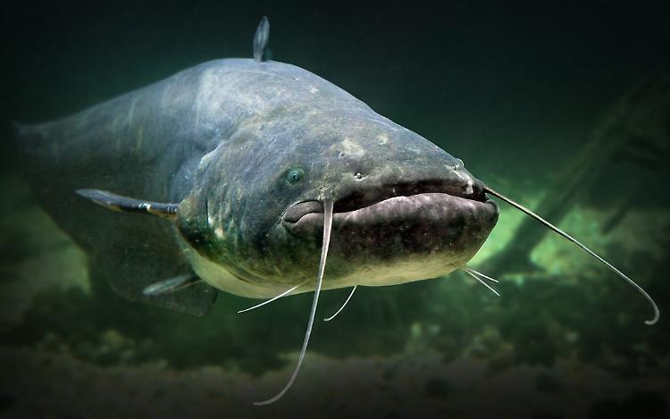 Pesce siluro, Rolfi: aumentano risorse per contenimento