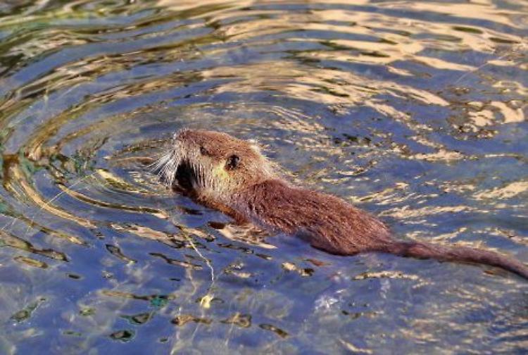 Nutrie nel parco alla scuola materna