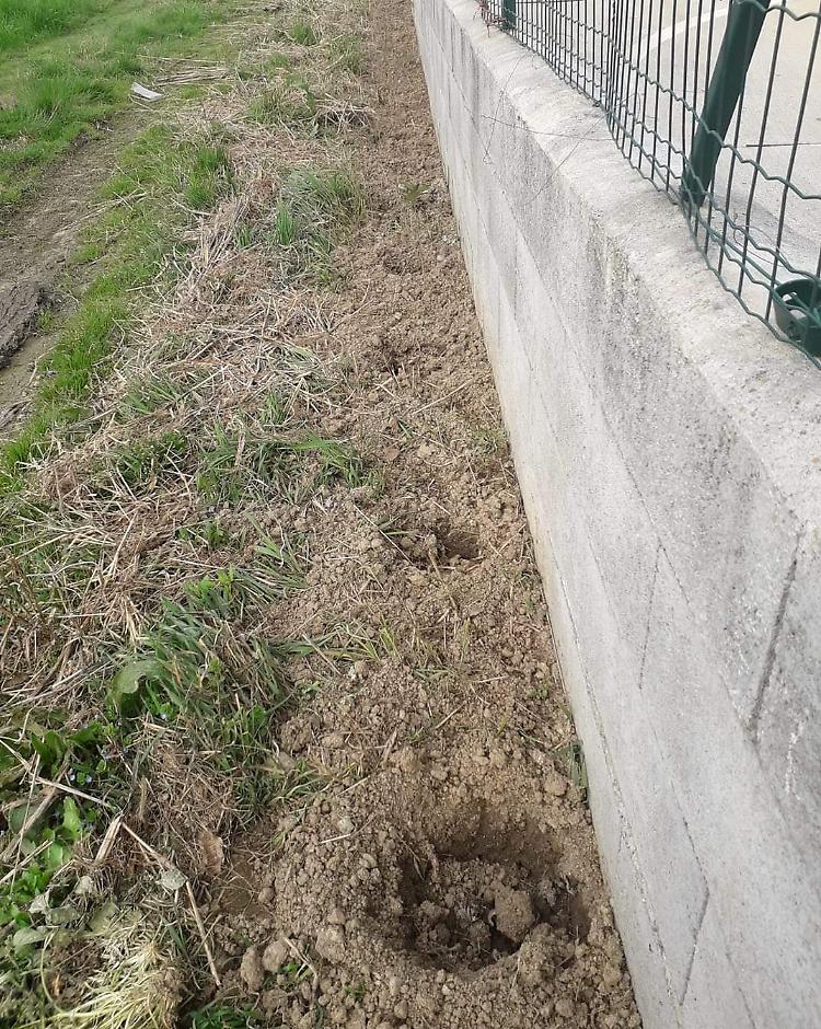 Rubate le giovani piante donate ai volontari