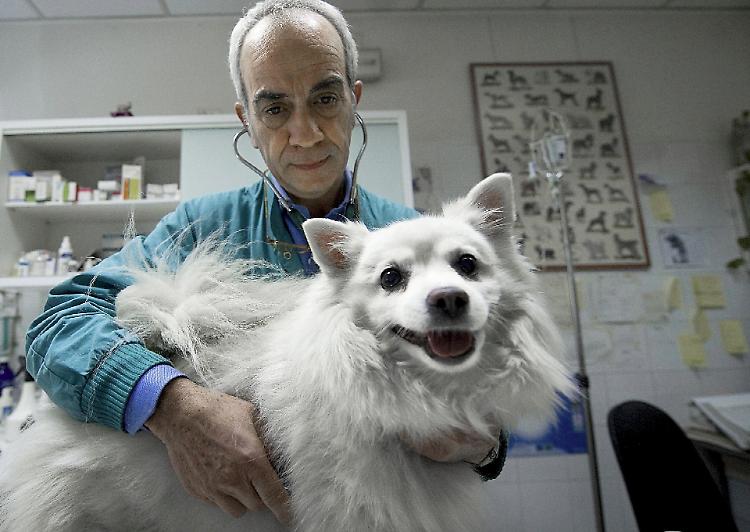 Animali domestici, triage telefonico e urgenze garantite