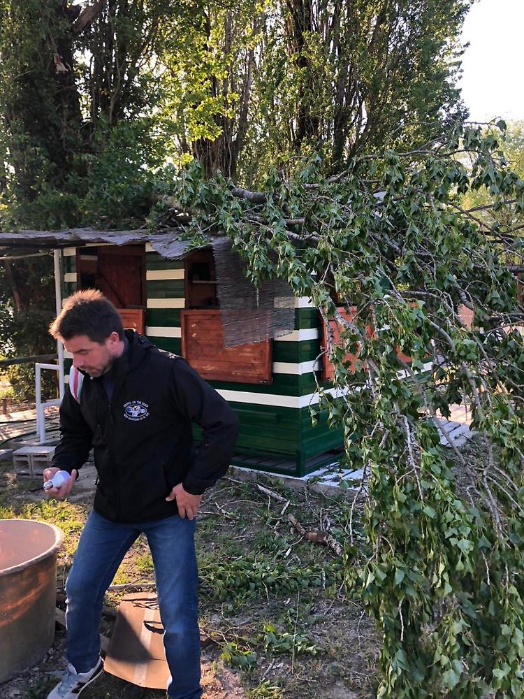 Alberi sulle strutture del centro nautico Tarozzi Boats