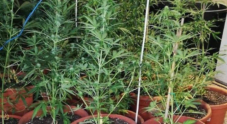 Droga: scoperta coltivazione di marijuana, due arresti