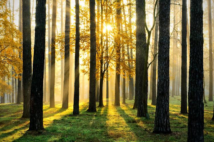 Rolfi: più agricoltura per salvaguardare ambiente e pianeta