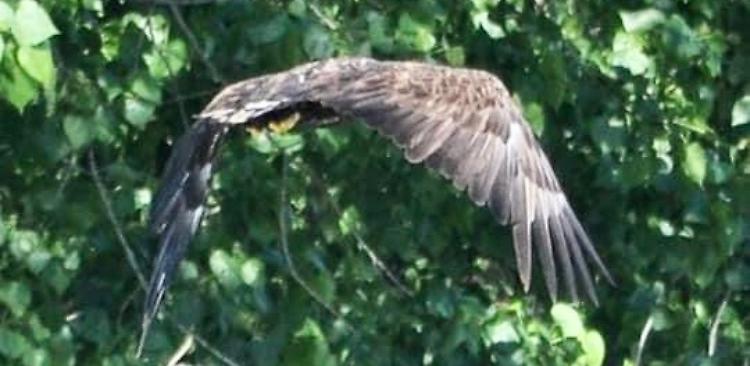 Po, l’aquila di mare avvistata sui rami fra Oasi e Monticelli
