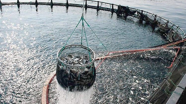 Fase 2, Api-Confagricoltura: acquacoltura ferma, mancano ordini dei ristoranti per produzioni pregiate