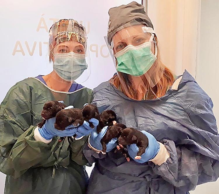 Cuccioli salvati dai militari del borgo: «Raffica di adozioni»