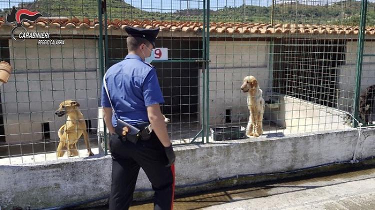 Animali in condizioni "sconfortanti", sequestrato canile