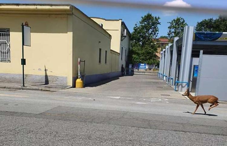 Avvistato capriolo in via Milano
