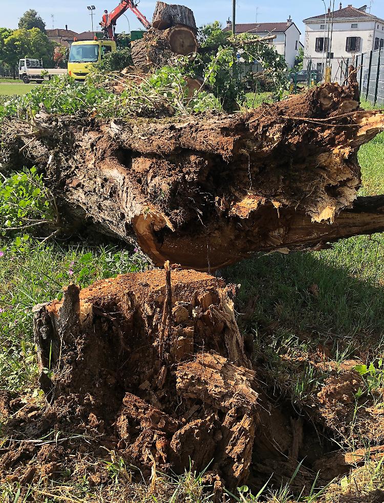 Alberi tagliati: «Ma dispiace a tutti»