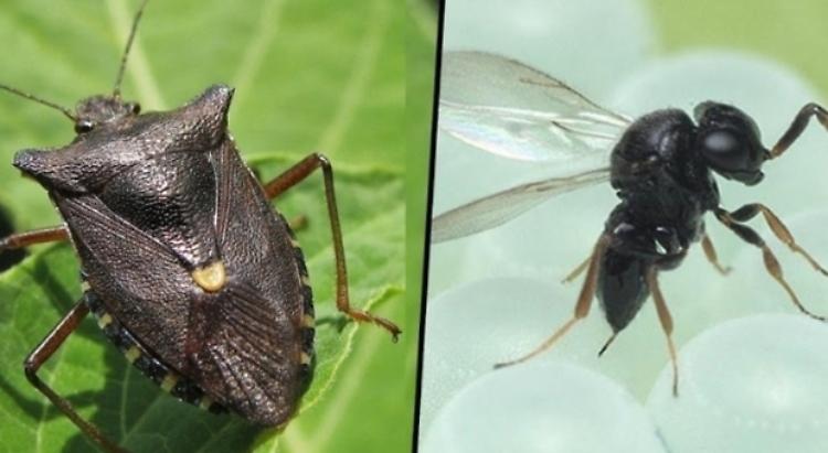 Cimice asiatica, a Pegognaga il primo lancio di vespe samurai