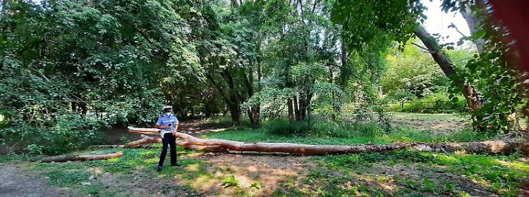 Parco Nassirya, alberi crollati e altri a rischio