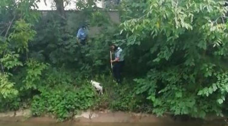 Cagnolino salvato dal Serio Morto