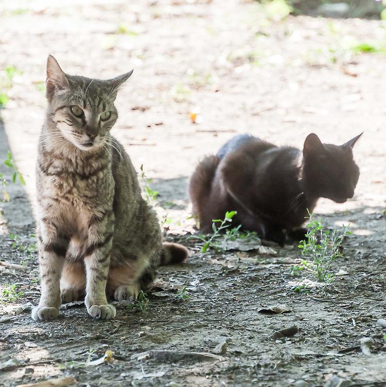 Ruspe contro i gatti del Po