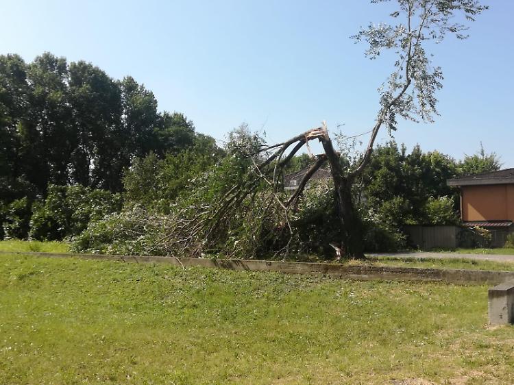 Bomba d'acqua in città, piante cadute e allagamenti