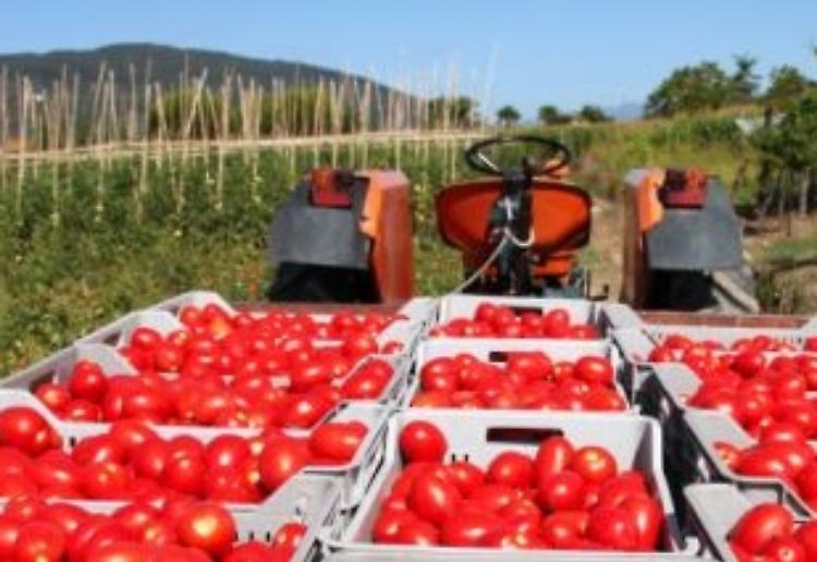 Al via campagna pomodoro Nord Italia, coltivati 37 mila ettari