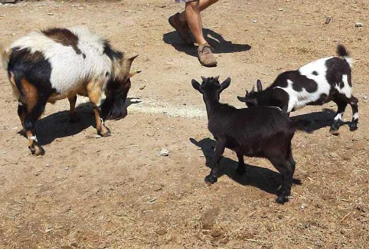 Furto, capre sparite a cascina Gallotta