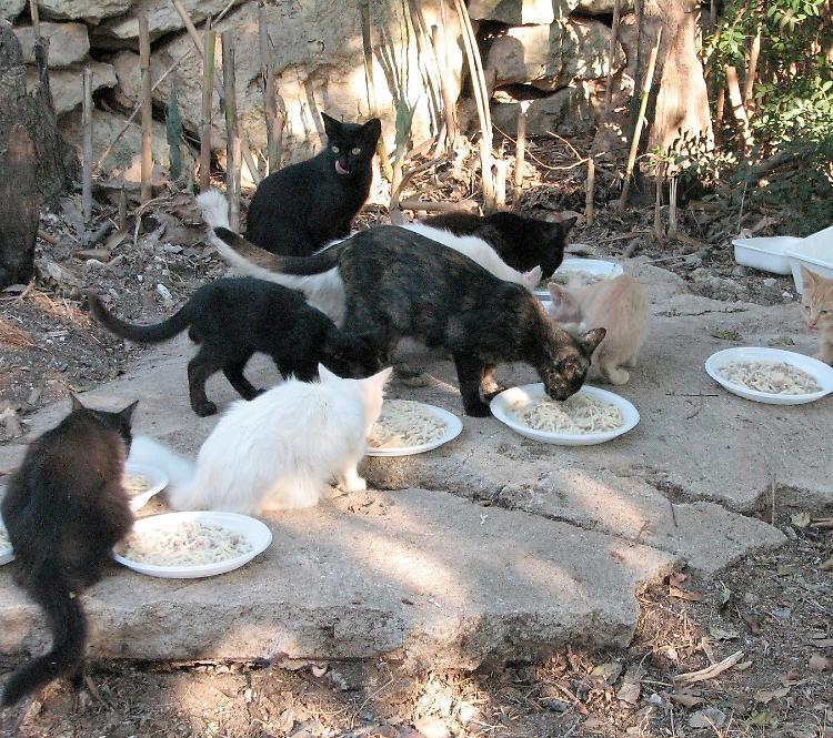 «Qualcuno  avvelena i gatti», spariti tredici mici